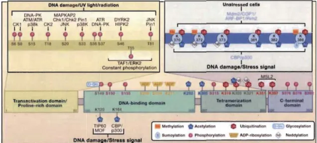 Figure 1.6  Modifications post-traductionneUes dont p53 peut faire l'objet (tirée de  Kruse et Gu, 2009)