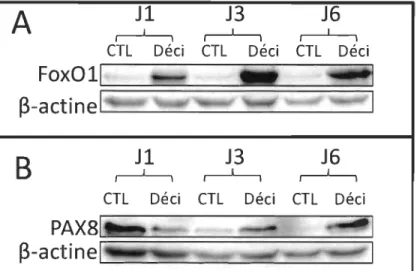 Figure 3.3  La protéine P AX8 serait régulée  à  la hausse pendant la décidualisation  des T -HESC également