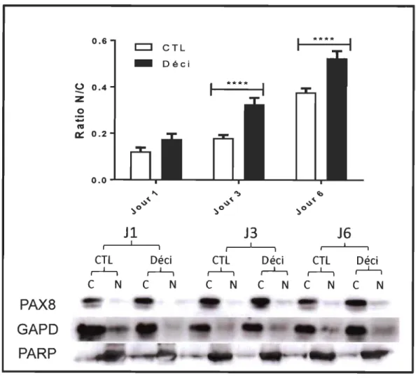 Figure 3.4  Localisation  intracellulaire  de  la  protéine  P AX8  dans  les  CES  humaines  est  modifiée  suite  à  un  traitement  de  décidualisation  de  1, 3 et 6 jours