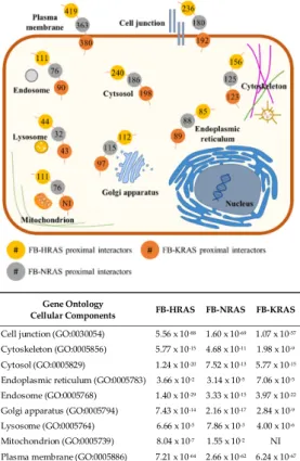 Figure 3. Cellular localization of the RAS proximal interactors identified by BioID: (left) cell mapping  of each RAS interactor determined by Gene Ontology analysis focused on cellular components; and  (right) associated p values calculated for each cellu