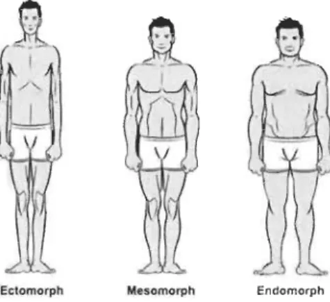 Figure  1. Représentation d'une dominance de chacun des somatotypes chez l'homme. 