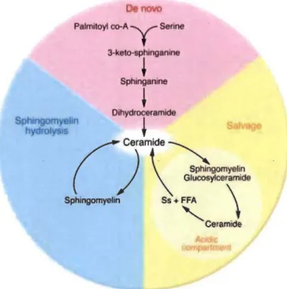 Figure 1.1  Représentation schématique du métabolisme des céramides. 