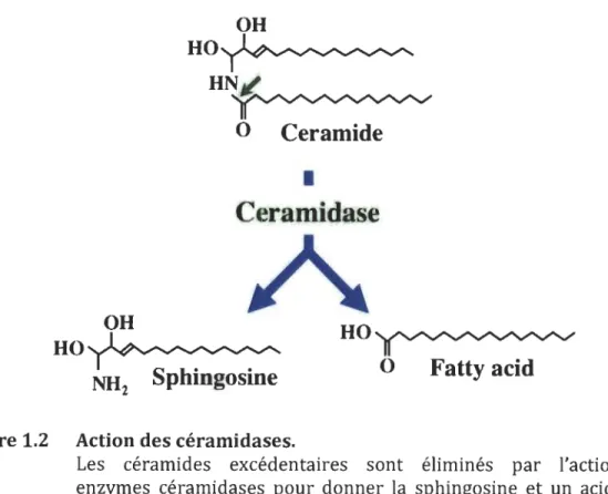 Figure 1.2  Action des céramidases. 