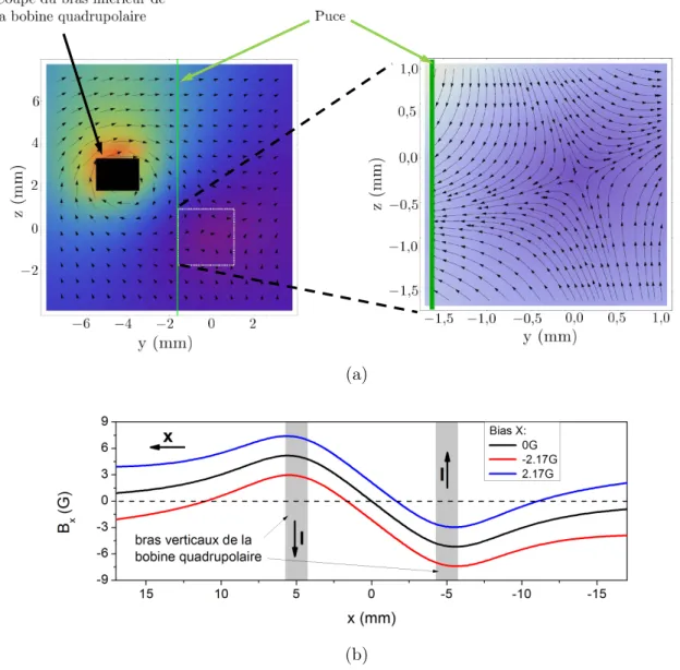 Figure II.10 – (a) : champ magnétique créé par la bobine quadrupolaire, parcourue par un courant de 3,5 A, plus un champ de biais de valeur 14,7 G selon Z, sur le plan yz qui passe par son centre géométrique ( cf