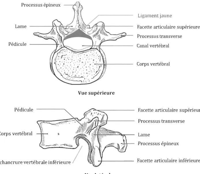 Figure  1.1  Représentation anatomique de  la  vertèbre lombaire normale  (Adaptée du  site www.wsiat.on.ca) 