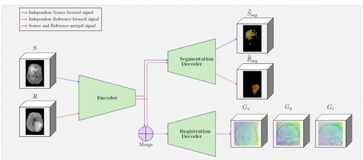 Figure 1. A schematic representation of the proposed framework. The framework is composed by two decoders, one which provides tumor segmentation masks for both S and R images, and one the provides the optimal displacement grid G that will accurately map th