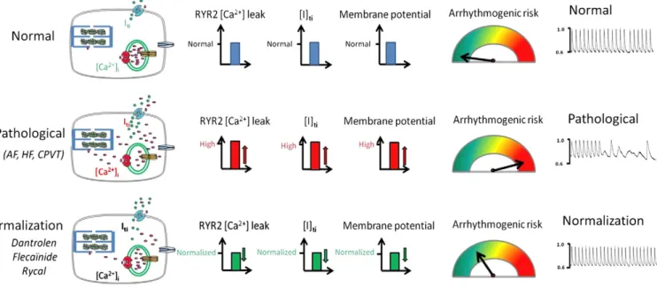 Fig. 4. Blockers and stabilizers of RyR2 prevent arrhythmia. Under normal conditions, RyR2 rarely opens in diastole