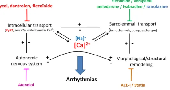 Fig. 5. Intracellular Ca 2+ as a key element of ectopic activity. Regardless of the primary mechanism leading to arrhythmia, Ca 2+ is most often involved