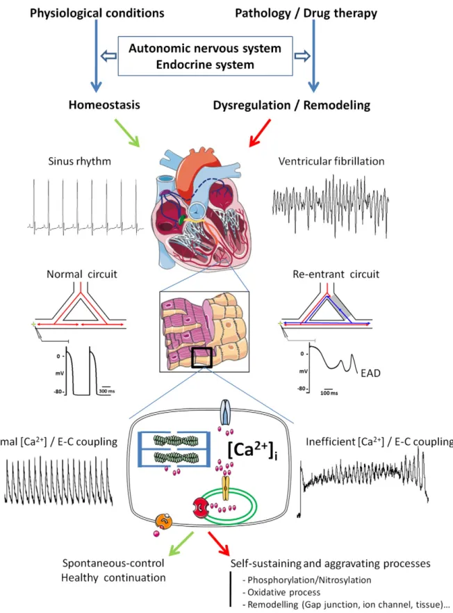 Fig. 1. Schematics of the main mechanisms involved in arrhythmia. The cardiac rhythm is regulated by hormones and the autonomic nervous system