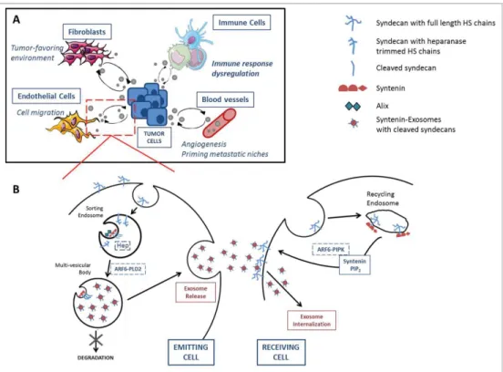 Figure 1. The syndecan-syntenin-ALIX pathway in intercellular exosomal communication. (A) Exosomes are mediators of intercellular communication between tumor and host cells including ﬁ broblasts, endothelial cells, blood vessels and immune cells, to either