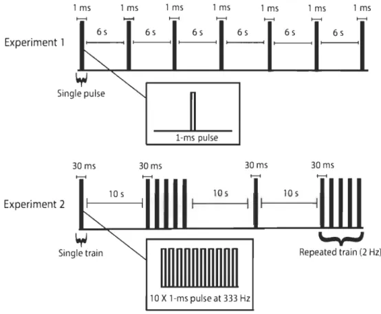 Fig  2.  In  Experiment  1, electrical  stimulation  was  applied  as  a  single  I-ms  pulse  with  a  constant  inter-stimulus  interval  of 6  seconds  and  included  90  stimuli  distributed  equally in  3  blocks