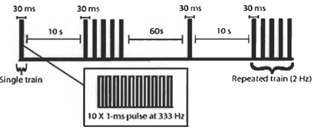 Fig 2 Stimulation protocol. Electrical stimul ation consisted in a train of ten  1 ms pul ses deli ve red at 333 Hz appli ed  as a single  or repeated train