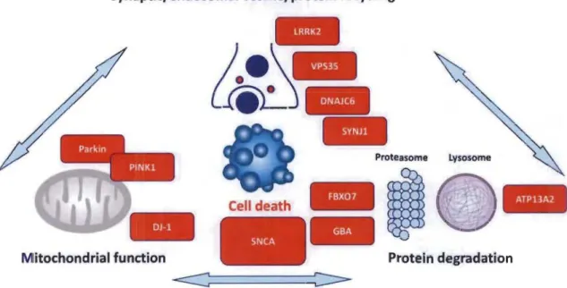 Figure 1.10  Disease mechanisms  implicated in  Parkinson 's disease. 