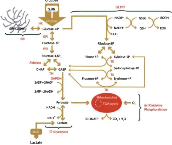 Figure 1.13  Schematic  representation  of  glucose  metabolism  and  pertinent  connecting pathways in  neurons and astrocytes