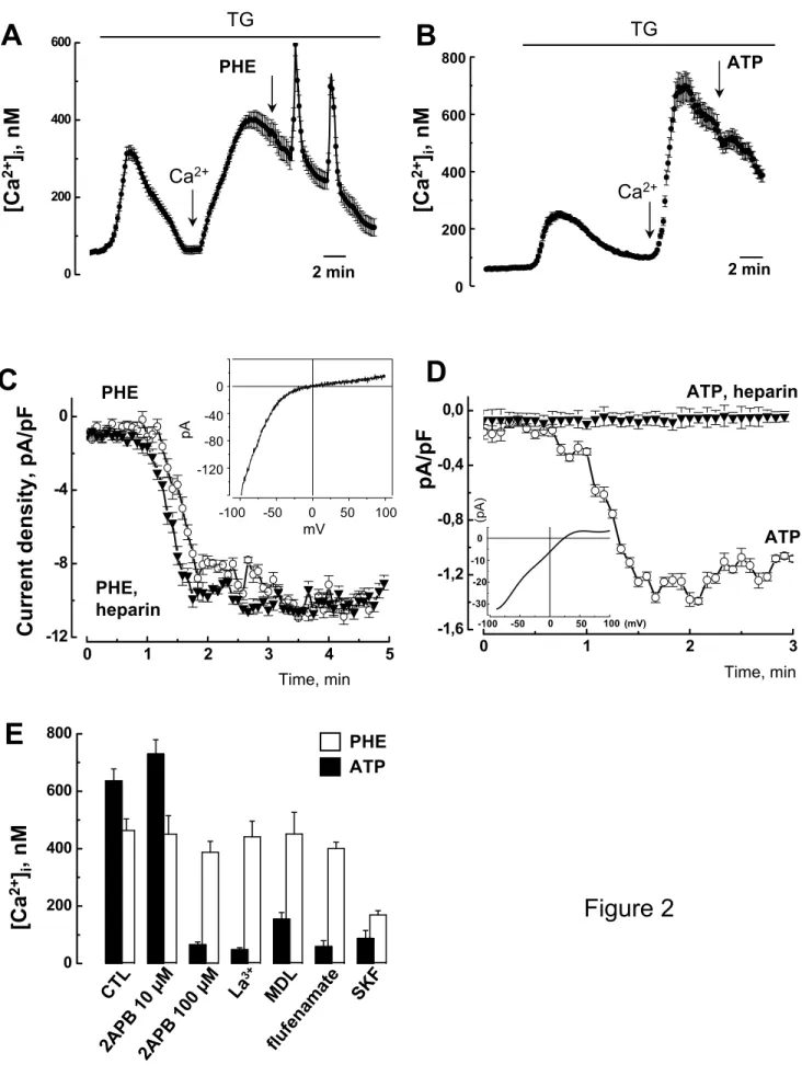Figure 20200400A600[Ca2+]i, nMTGCa2+PHE2 minC012345-12-8-40Currentdensity, pA/pFPHEPHE,heparinTime, minE 2A PB  1 0  µM 2A PB  1 00  µ MCTL La 3+ M DL SK Fflufenamate0200400600800 ATP PHE[Ca2+]i, nM00-50-10050 100-40-80-120mVpA 0 1 2 3-1,6-1,2-0,8-0,40,0D 