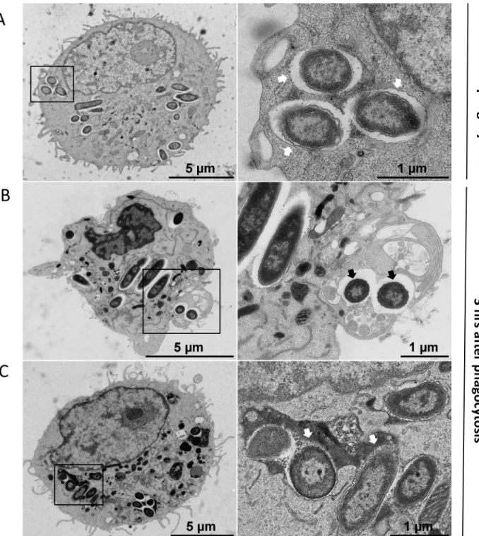 Fig 2. Transmission electron micrographs (TEM) of P. aeruginosa within macrophages. J774 macrophages were infected with P