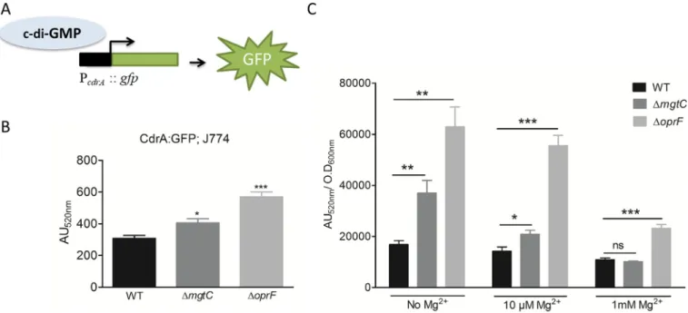 Fig 5. Measurement of c-di-GMP level in ΔmgtC and ΔoprF mutants. PAO1 WT, ΔmgtC and ΔoprF harboring reporter plasmid pCdrA::gfp, which expresses GFP under the control of the promoter of c-di-GMP responsive gene cdrA (A), were used to infect J774 cells and 
