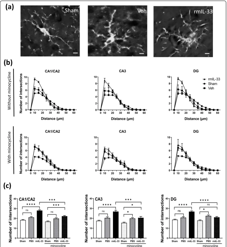 Fig. 4 Effects of rmIL-33 treatment on microglial morphology in hippocampal areas. a Representative high magnification of Iba1 + microglia in sham, vehicle- or rmIL-33-treated mice (Scale bar = 10 μ m)