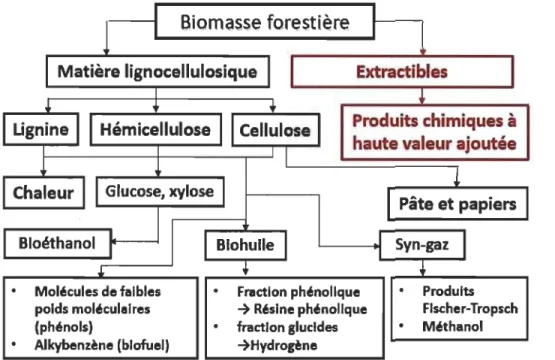 Figure 1.2  Schéma  des  voies  possibles  de  valorisation  de  la  biomasse  forestière