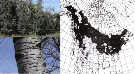 Figure 1.5  Le  peuplier  faux-tremble  (Populus  tremuloides)  et  sa  répartition  géographique au Canada