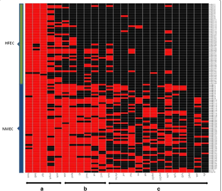 Fig. 2 Heat map demostrating the distribution of virulence genes in NMEC and HFEC. Red represents the presence and black represents the absence of a virulence gene; a, virulence genes equally present in both NMEC and HFEC; b, virulence genes are more preva