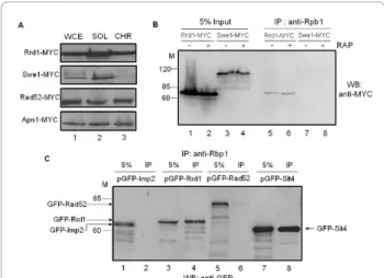Figure 1 Rrd1 is associated with the chromatin and interacts with Rpb1. A) Rrd1 is bound to chromatin