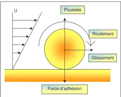 Figure 1-17 : Adhésion entre une particule et un substrat et les forces engendrées par l’agitation
