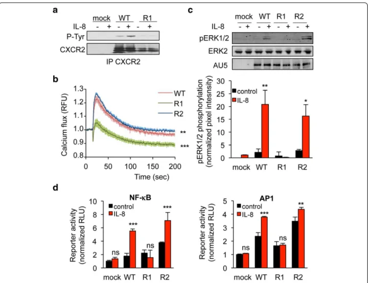 Figure 4 K327R mutation abrogates CXCR2 signaling in response to IL-8. HEK-293T cells were transfected with pCEFL-AU5 plasmid (mock), containing in frame wild type (WT), K327R (R1), and K337R (R2) mutant forms of FL CXCR2