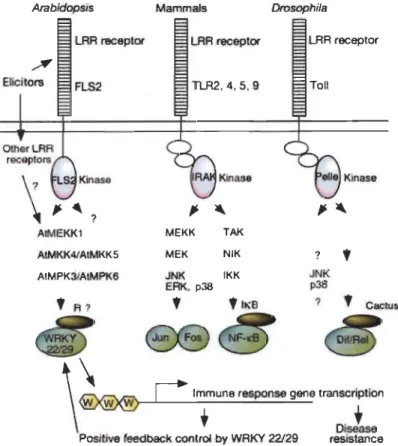 Fig. 1.4  Model of MAPK signaling pathway and PTI. 