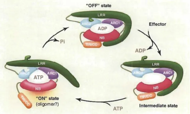 Fig. 1.5  Generalized model of R  protein function and activation. 