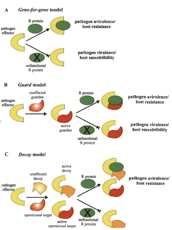 Fig. 1.7  Molecular models of pathogen recognition. 