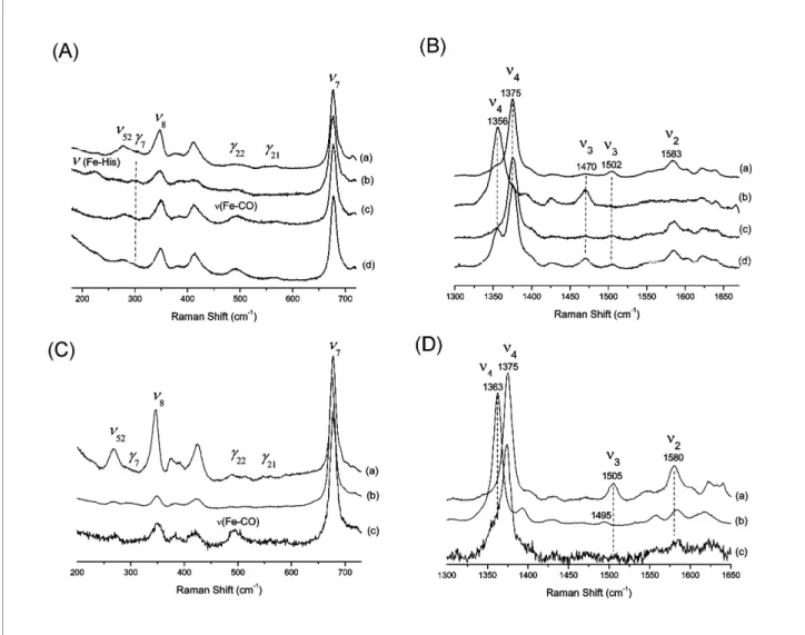 Figure 2 RR spectra of GLB-1 and GLB-26. (A) Low-frequency region and (B) high-frequency region (GLB-1) (a) As-purified form, laser power 30 mW  (b) deoxy ferrous form, laser power 50 mW (c) CO form, laser power 2 mW, (d) CO form, laser power 40 mW