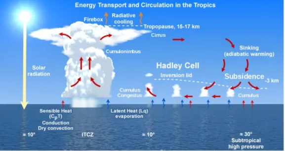 Figure 1.5 – Repr´ esentation sch´ ematique de la convection le long de la ZCIT selon la conception tri-modale (cumulonimbus + Cumulus congestus + Cumulus d’aliz´ es )