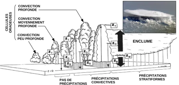 Figure 1.6 – Mod` ele conceptuel d’un MCS en phase de maturit´ e. Figure traduite et modifi´ ee de Houze and Betts (1981).