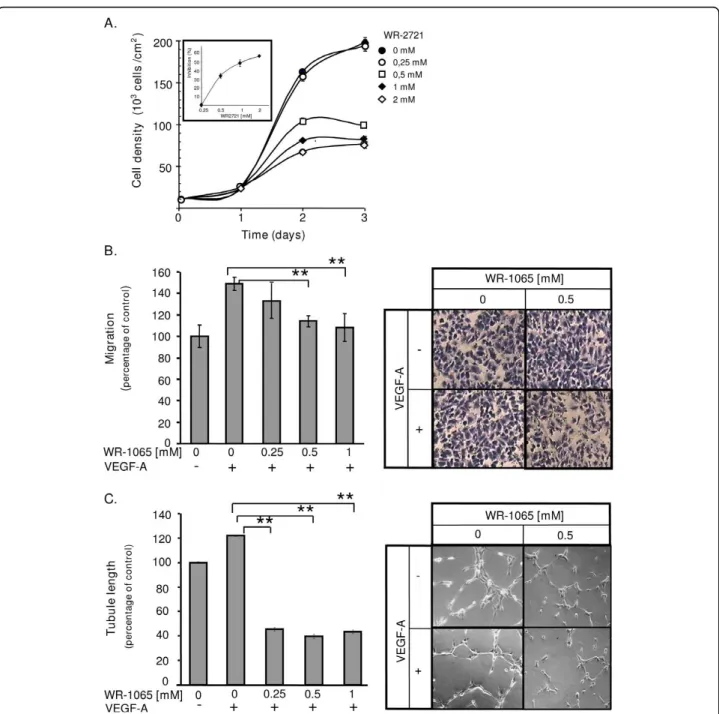 Figure 5 Amifostine inhibits human umbilcal vein endothelial cells (HUVEC) proliferation and vascular endothelial growth factor A (VEGF-A)-induced migration and differentiation