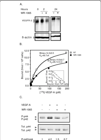 Figure 6 Amifostine inhibits vascular endothelial growth factor (VEGF)R2 expression, VEGF-A binding and signalling in human umbilcal vein endothelial cells (HUVEC)