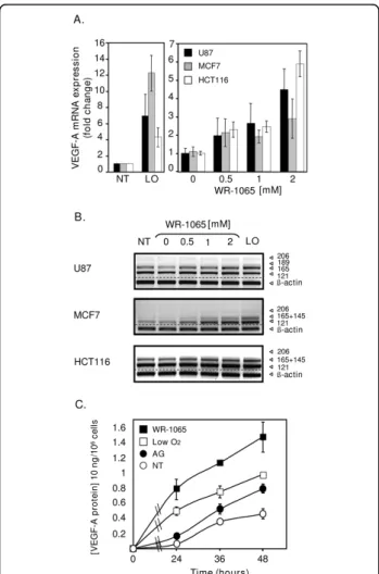 Figure 1 Amifostine enhances vascular endothelial growth factor A (VEGF-A) mRNA and protein expression in cancer cells.