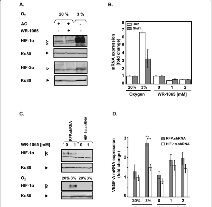 Figure 2 Amifostine upregulates vascular endothelial growth factor A (VEGF-A) mRNA production independently of hypoxia-inducible factor (HIF)