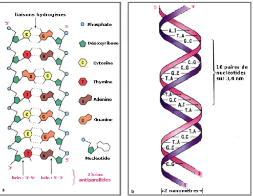 Fig. 1.2 – Représentation d’une partie de la molécule l’ADN [Dio89]. � a Agencement de chaque brin constituant l’ADN, seulement si celui-ci est supposé déroulé
