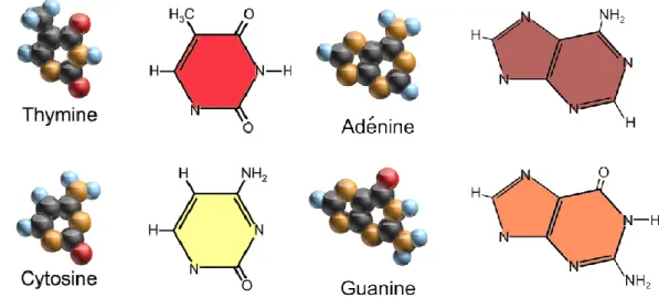 Fig. 1.8 – Représentation des Pyrimidines Fig. 1.9 – Représentation des Purines En raison des propriétés conférées par leur structure chimique, les bases  azo-tés sont des molécules hydrophobes