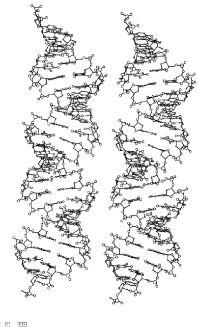 Fig. 1.18 – Structure A de la double hélice d’ADN. Représentation extraite de [Dic92].