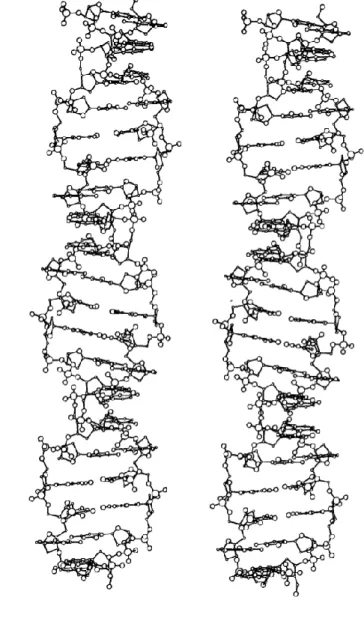 Fig. 1.19 – Structure Z de la double hélice d’ADN. Représentation extraite du travail de [Dic92].