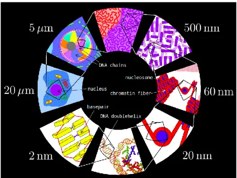 Fig. 1.20 – Vision schématique de la molécule d’ADN à différentes échelles d’observation