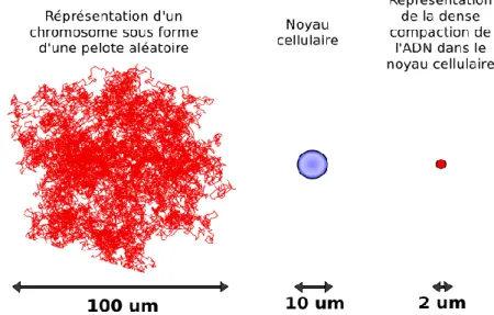 Fig. 1.21 – Représentation de la capacité de compaction de l’ADN dans la cellule
