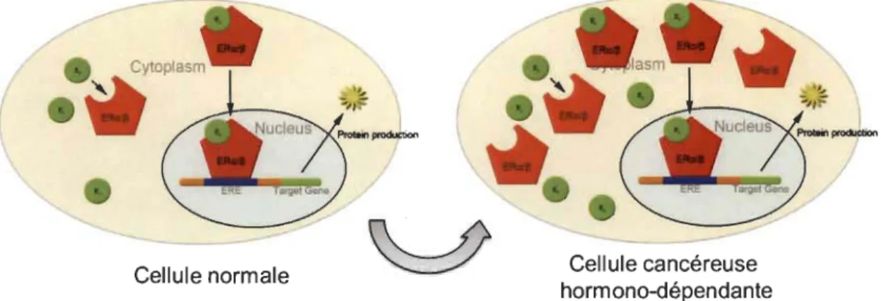 Figure 1.22  Concept classique  de  l'estrogène  et  surexpression de  ses  récepteurs  dans  les cancers féminins