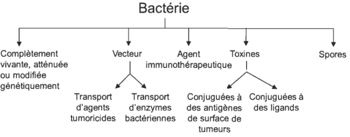 Figure 1.23  Schématique  des  diverses  utilisations  de  la  bactérie  pour  la  thérapie  anticancéreuse
