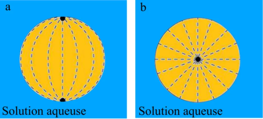 Figure 1.9 – Sch´ema du champ directeur dans des configurations avec confinement sph´erique : a- ancrage planaire et b- ancrage hom´eotrope.