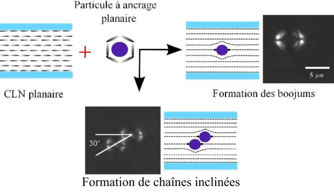 Figure 1.15 – Dispersion de collo¨ıdes `a ancrage planaire dans des cellules de CLN [35].