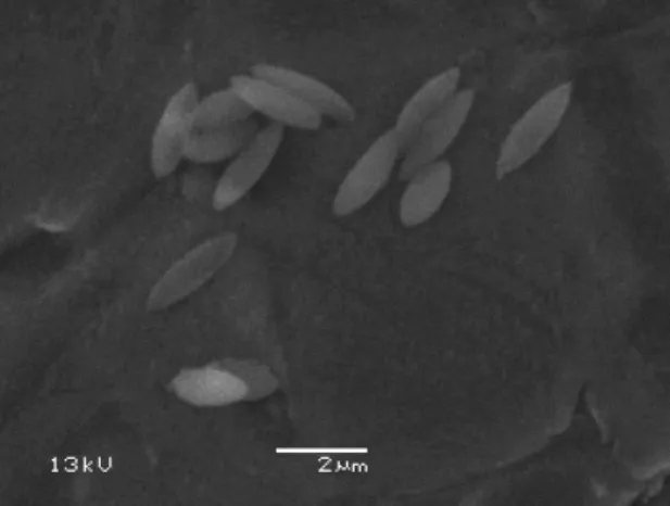 Figure 2.7: SEM micrograph of ellipsoids deposited by air-drying the dispersion obtained at the end of the protocol.