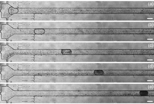 Figure 3.4: Coating of a bubble in a straight channel. The scale bars are 1 mm and the images are 2 s appart.